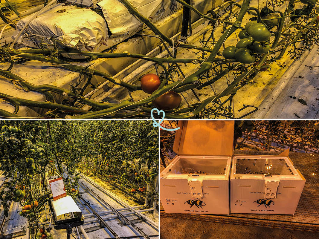 visit tomato farm greenhouse Fridheimar Golden Circle