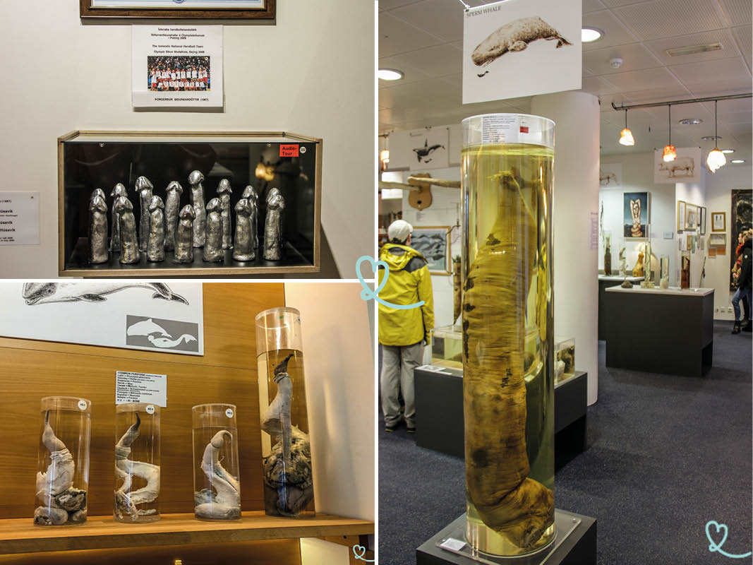 Nos conseils et photos pour visiter le Musée phallologique (ou Musée du Pénis) à Reykjavik: collections, accès, infos pratiques